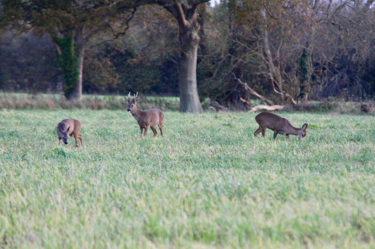 Villa Hunston Mill Self Catering Dog Friendly à Chichester Extérieur photo